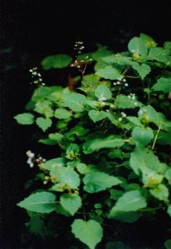 Circaea Alpine Extract  